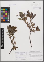 Salix bicolor Ehrh. ex Willd.